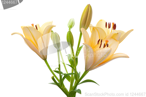 Image of Yellow lilies
