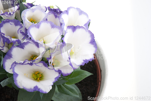 Image of Beautiful violet flower