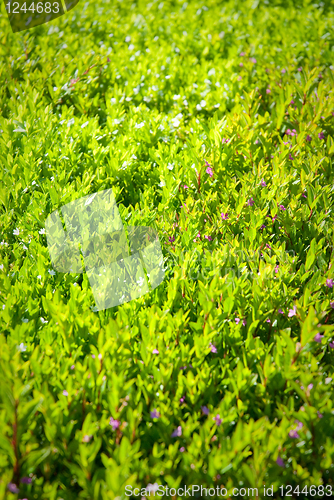 Image of Generic vegetation