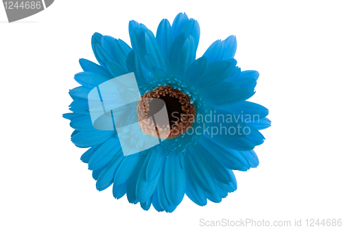Image of  Gerbera flower