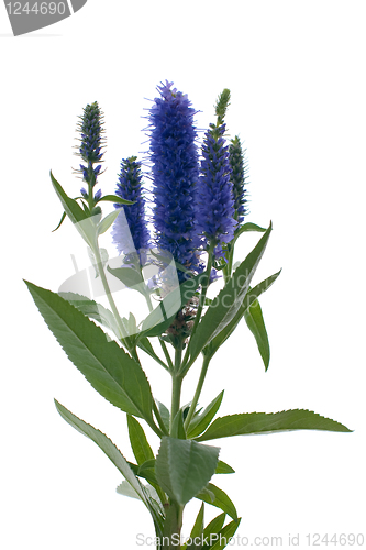 Image of Veronica flowering spikes