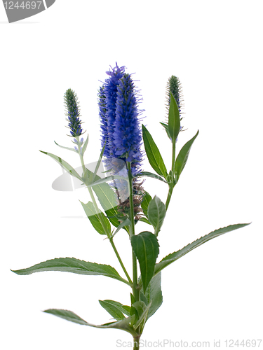 Image of Veronica flowering spikes