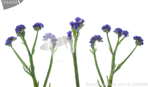Image of Statice flowers