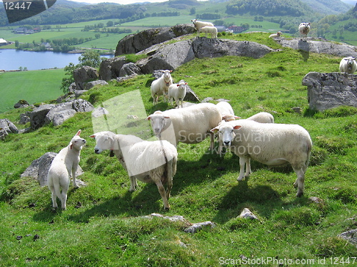 Image of A bunch of sheeps on a hill