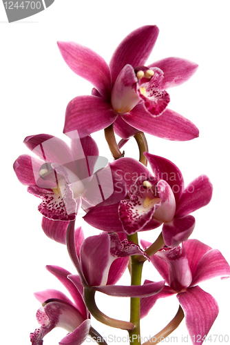 Image of Pink orchid