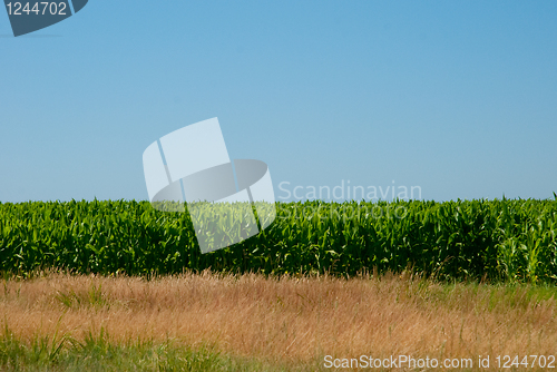 Image of Corn field