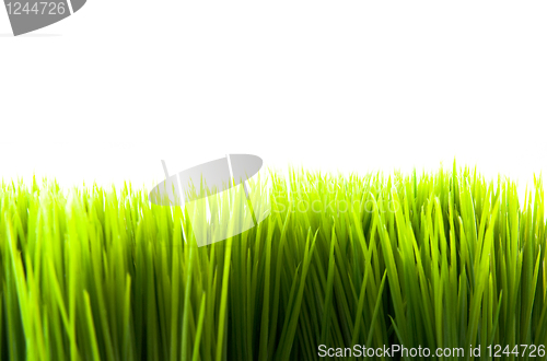 Image of Green grass