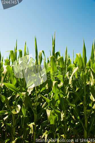 Image of Corn field