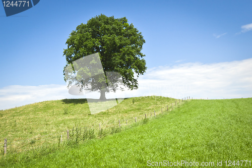 Image of tree green meadow