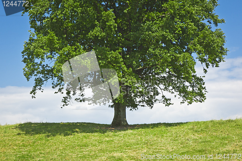 Image of tree green meadow