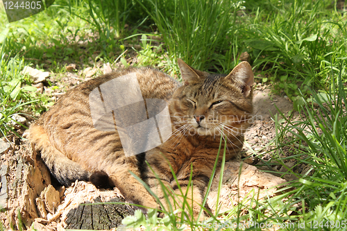 Image of cat sleeps and spies