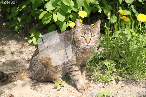 Image of cat screw up eyes