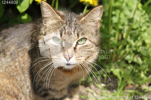 Image of perplexed cat