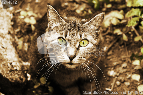 Image of Wild cat, portrait