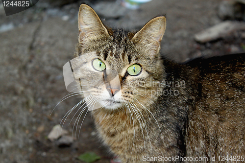 Image of Wild cat