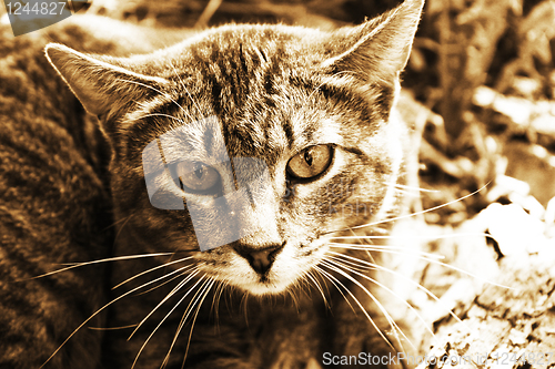 Image of Wild cat, portrait