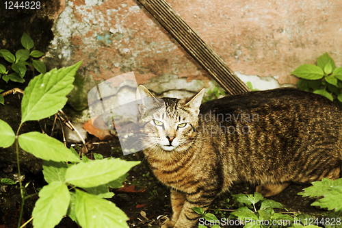 Image of Wild cat against the peeled off wall
