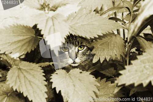 Image of cat with yellow eyes in foliage