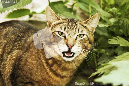 Image of Malicious wild cat