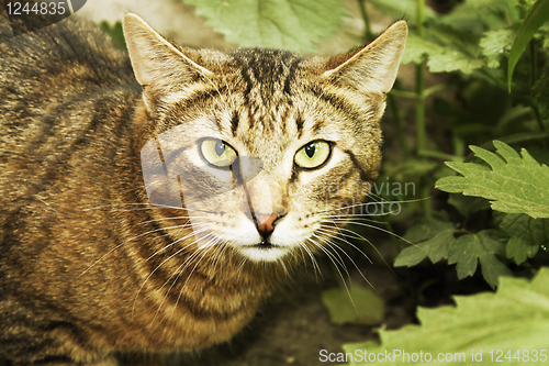 Image of Wild cat