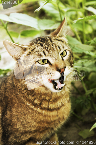 Image of Wild cat