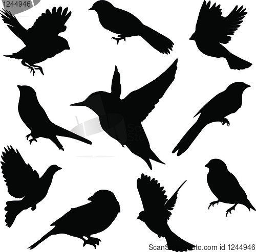 Image of Set Birds.Vector