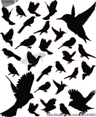 Image of Set Birds.Vector