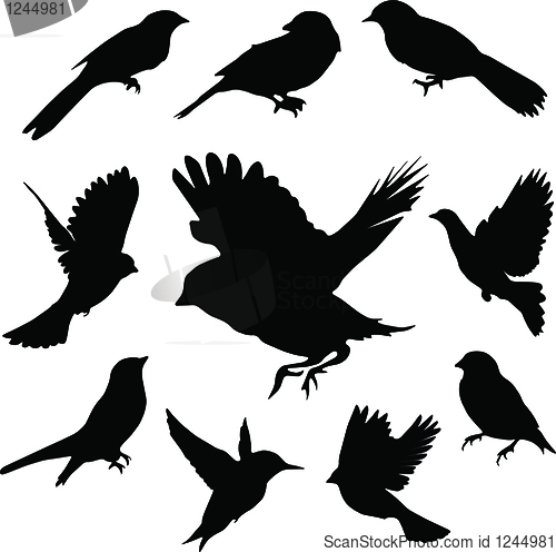 Image of Set Birds.Vector