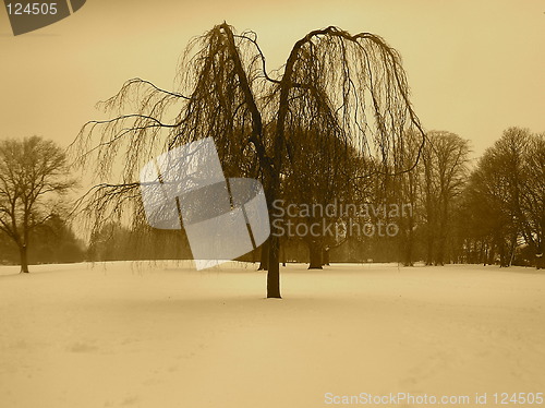 Image of Winter tree