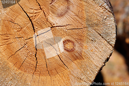 Image of Wood Surface Cross Section