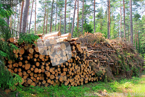 Image of Wooden Logs and Wood Fuel Stacked in Forest
