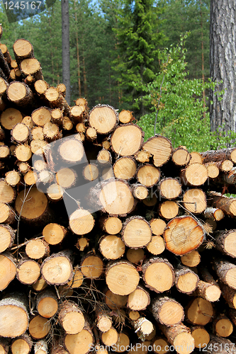 Image of Cut Wooden Logs Stacked in Forest for Pulp or Energy