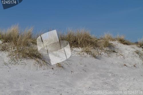 Image of Dunes in Denmark