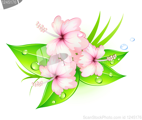 Image of hibiscus flowers