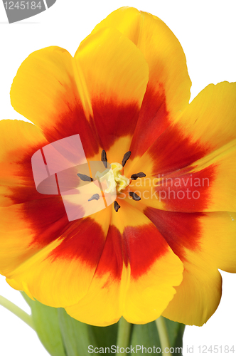 Image of Tulip close-up