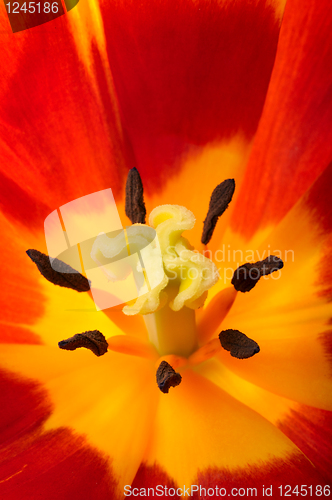 Image of Tulip close-up