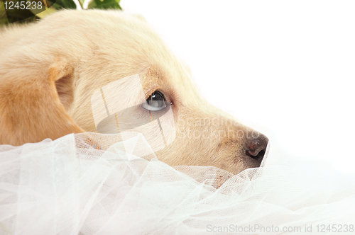 Image of Labrador puppy      