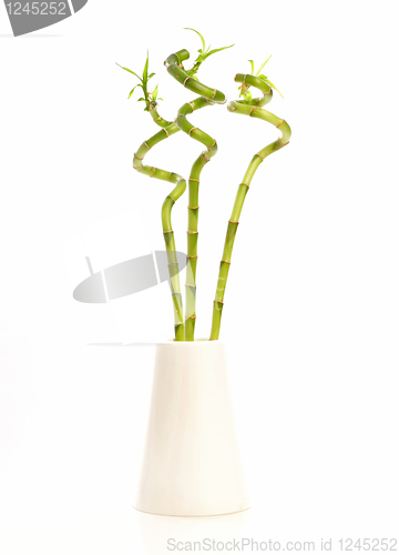Image of curved green plant    