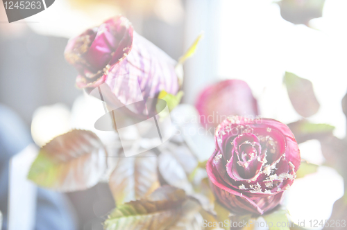 Image of roses