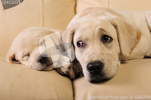 Image of Labrador puppies    