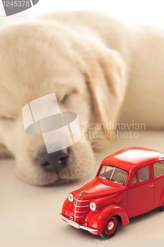 Image of Labrador puppy      