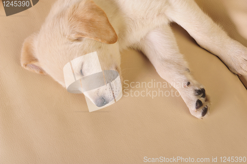 Image of Labrador puppy     