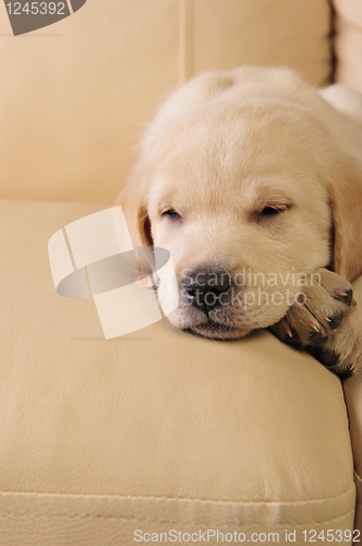 Image of Labrador puppy   