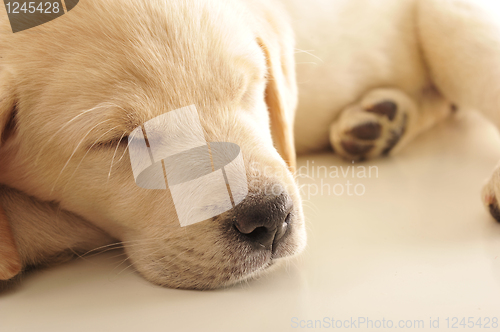 Image of Labrador puppy      