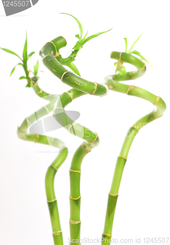 Image of curved green plant   