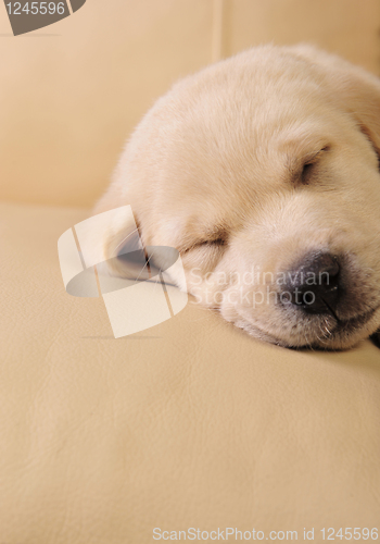 Image of Labrador puppy     