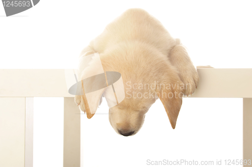 Image of Labrador puppy