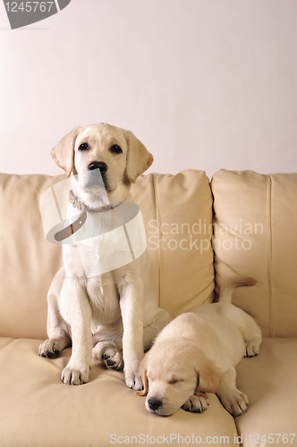 Image of Labrador puppies      