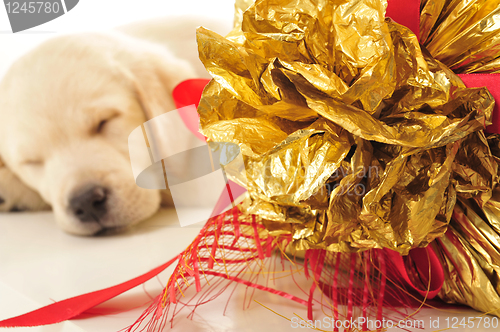 Image of Labrador puppy    