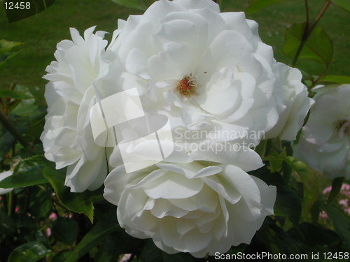 Image of White Rose